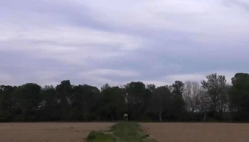Lankóci-Kis-Duna közelében lévő magasles - Decs