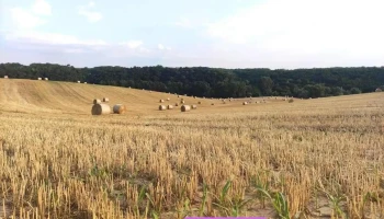 Magyarsarlós - Magyarsarlós