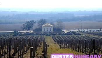 Tokaj Disznókő Szőlőbirtok és Pincészet Zrt. - Mezőzombor