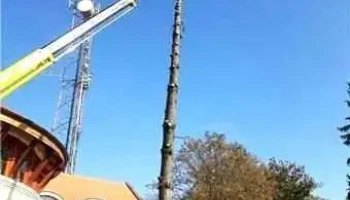 Veszélyes fák kivágása - Tázerdő Dűlő 25/a