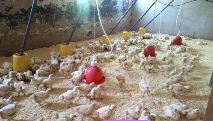 Antopéna kft. Boldog tyúkfarm - Magyarország