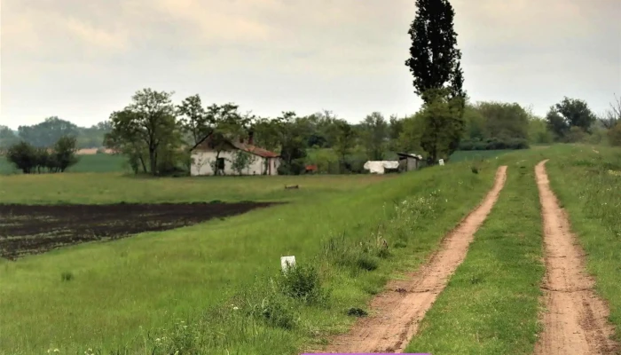 Csanytelek, Dögállás - Magyarország