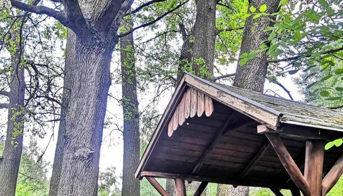 Csodatévő 7 tölgyfa - Magyarország