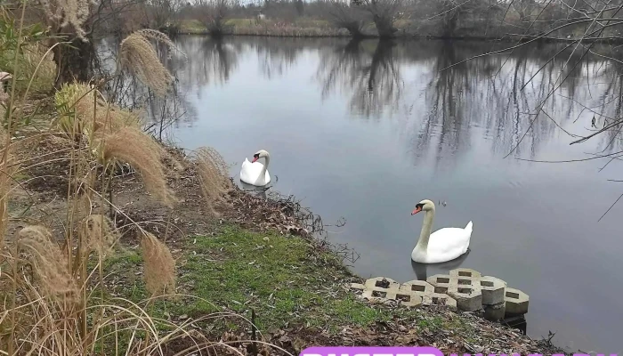 Dömsödi árapasztó csatorna - Csatorna Híd