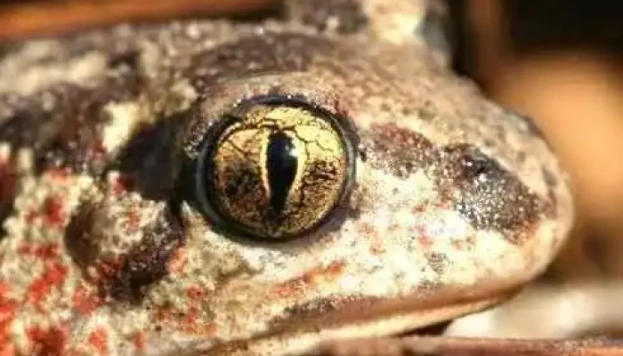 Farmosi Békamentés - Magyarország