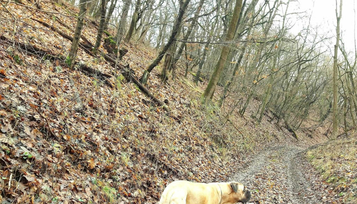 Gödöllői Dombvidék Tájvédelmi Körzet - Isaszegi Út 162
