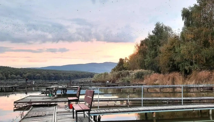 Jenoi To Hogyan Lehet Odajutni - Diósjenő