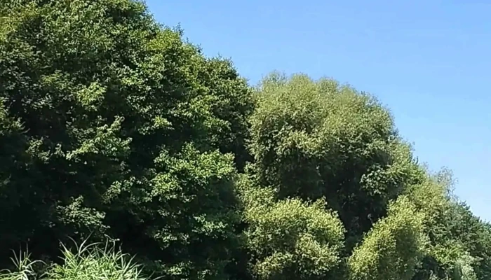 Jenoi To To - Diósjenő