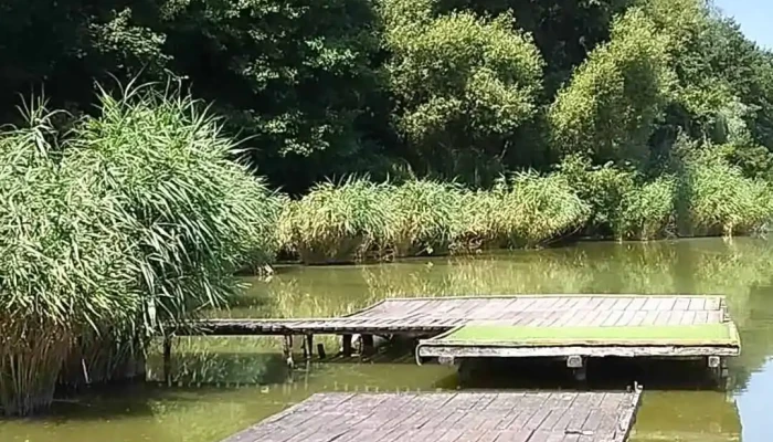 Jenoi To Videok - Diósjenő