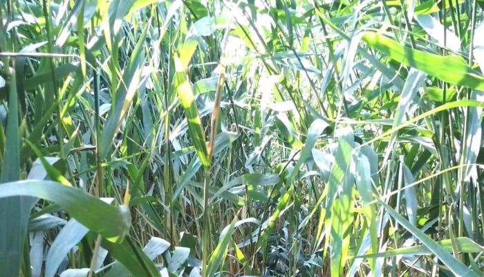 Karcsa -  Csatorna Videok - Karcsa
