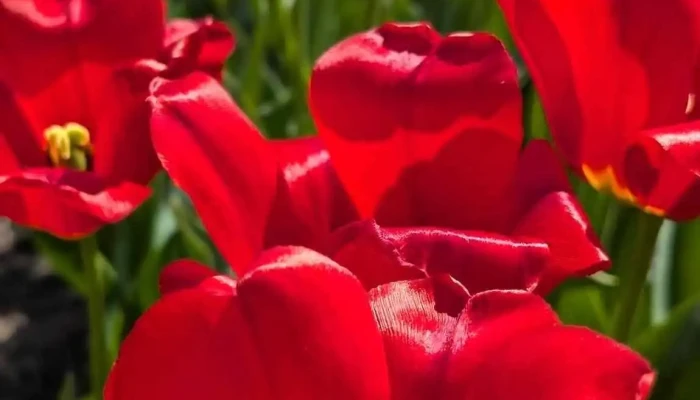 Kevi Tulipan Tereprendezes - Túrkeve