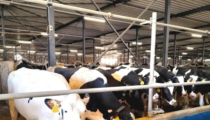 Kisdombegyhazi Agro Ferr Kft Kozel Hozzam - Dombegyház