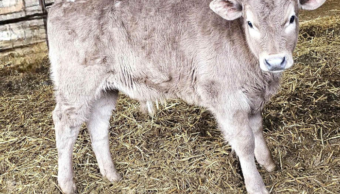 Lajoskomaromi Tejtermelo Kft A Tulajdonostol - Lajoskomárom
