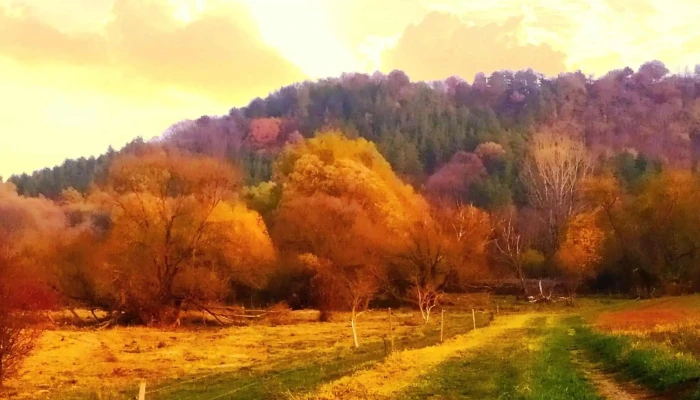 Maza Szaszvar Cim - Máza