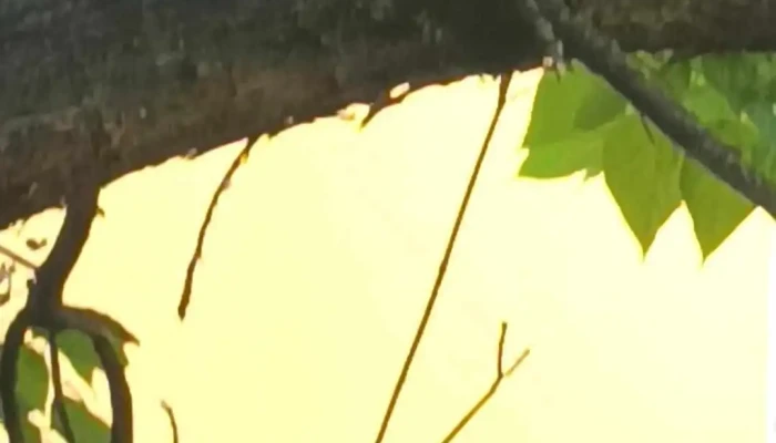 Nagykallo Videok - Nagykálló