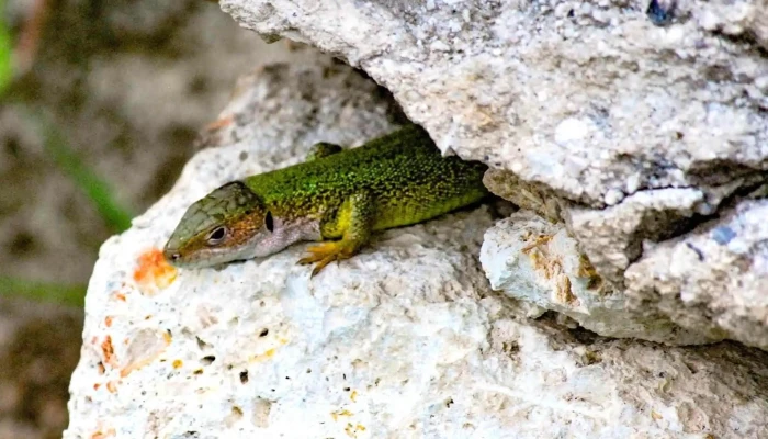 Tokaj Disznoko Szolobirtok Es Pinceszet Zrt Fotok - Mezőzombor