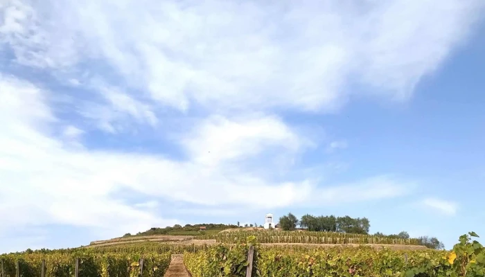 Tokaj Disznoko Szolobirtok Es Pinceszet Zrt Hogyan Lehet Odajutni - Mezőzombor
