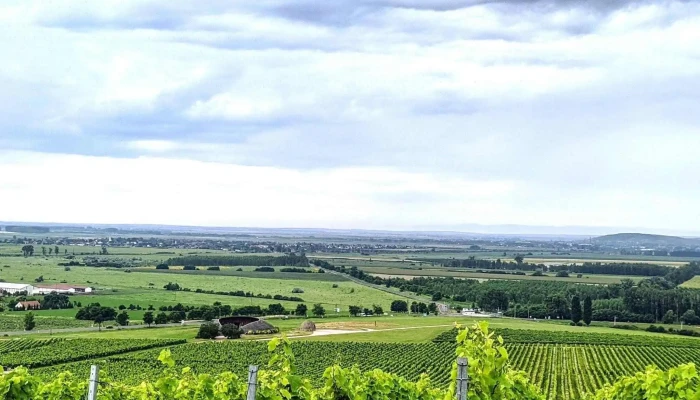 Tokaj Disznoko Szolobirtok Es Pinceszet Zrt Hozzaszolasok - Mezőzombor