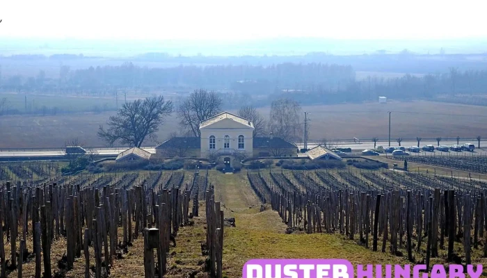 Tokaj Disznoko Szolobirtok Es Pinceszet Zrt Osszes - Mezőzombor