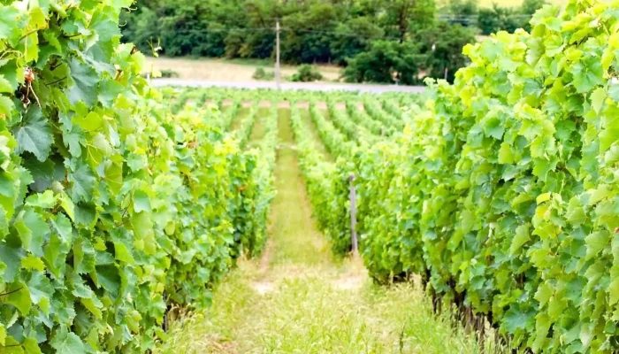 Tokaj Disznoko Szolobirtok Es Pinceszet Zrt Szőleszet - Mezőzombor