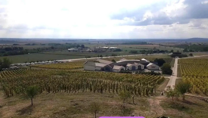 Tokaj Disznoko Szolobirtok Es Pinceszet Zrt Videok - Mezőzombor
