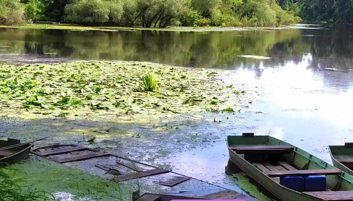 Tőserdő Holt Tisza - Magyarország